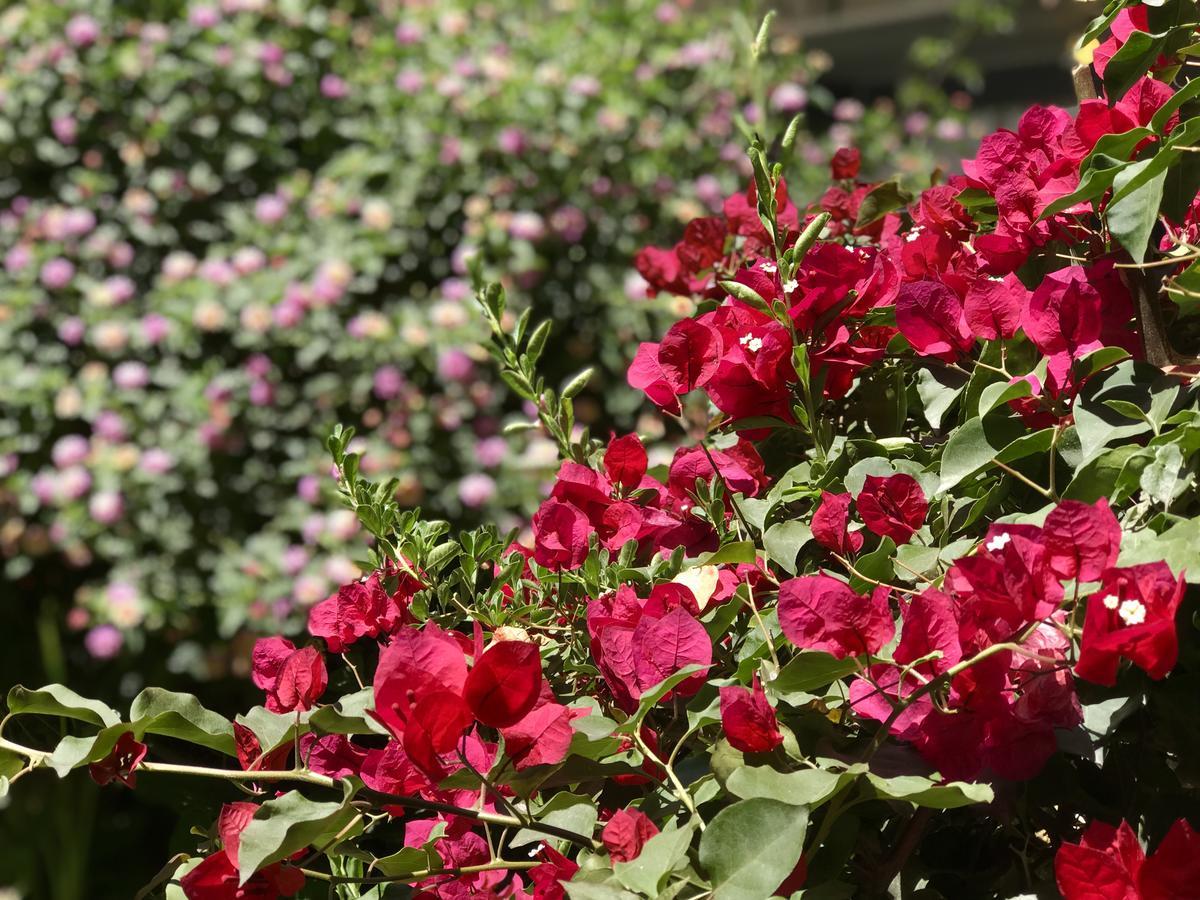 Grace Valley Hotel Arequipa Bagian luar foto