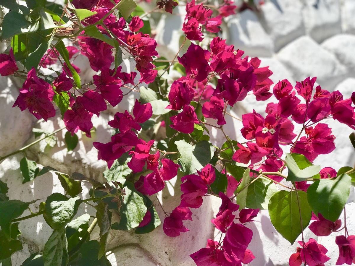 Grace Valley Hotel Arequipa Bagian luar foto